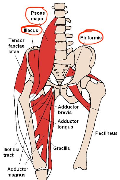 Tư thế Toàn Thiện (Siddhasana): Hướng dẫn đúng kỹ thuật theo giải phẫu học